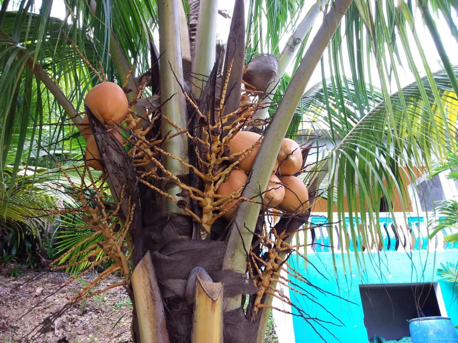 Port Antonio Brian'S Beach House Ngoại thất bức ảnh